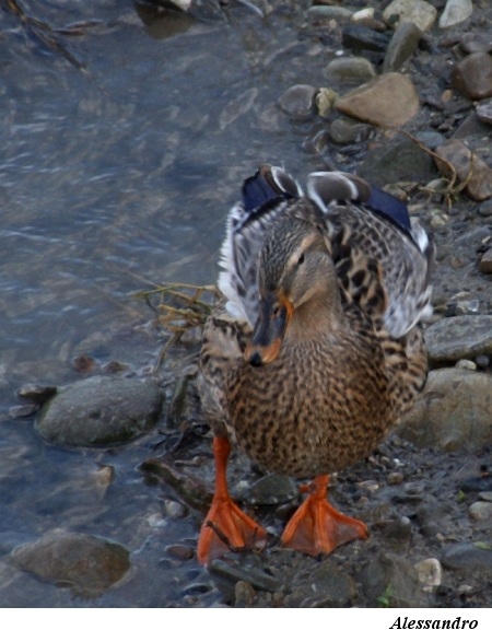 DSCF3132-thumb94.JPG