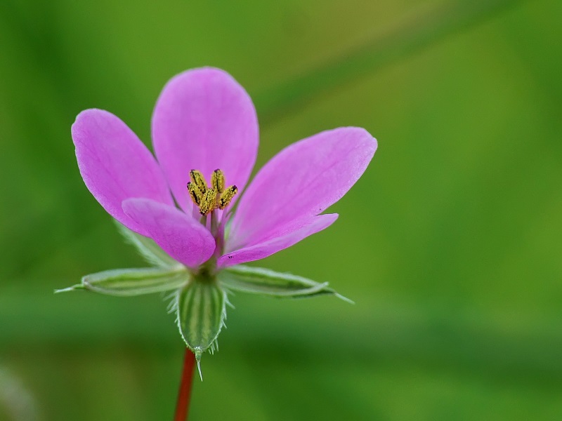 DSCF3397_macro fiore.jpg