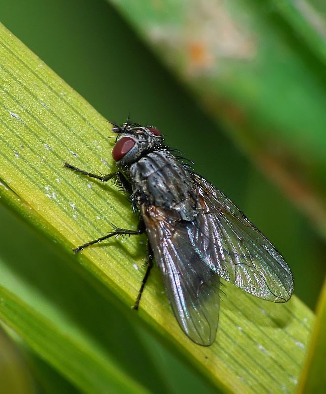 DSCF3409_macro mosca.jpg