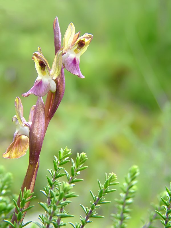 DSCF3439_orchidee selvatiche.jpg