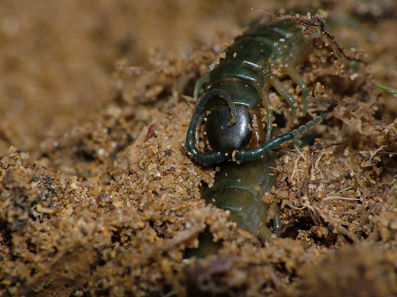 DSCF3462_macro scolopendra.jpg