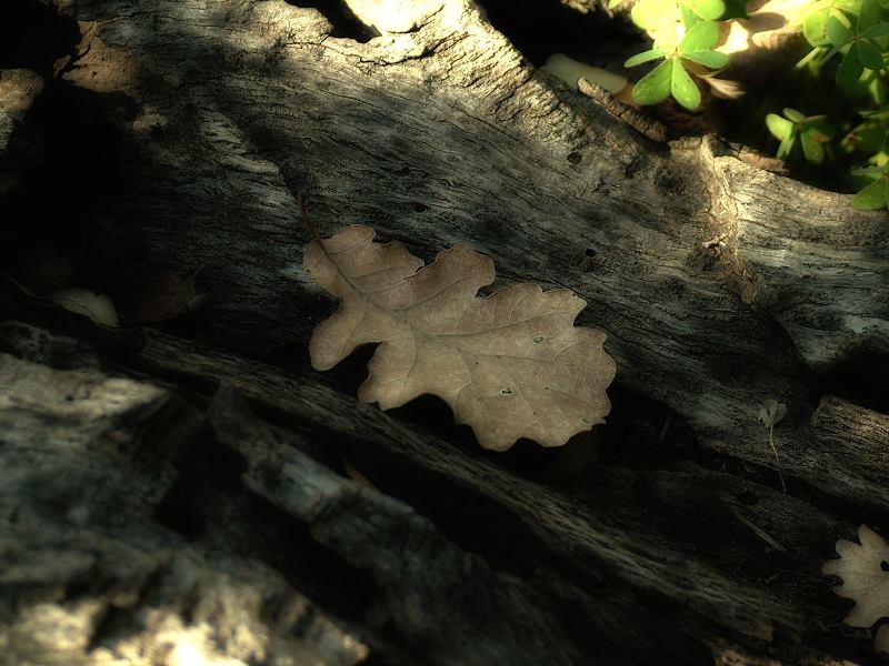 DSCF3504_foglia.jpg