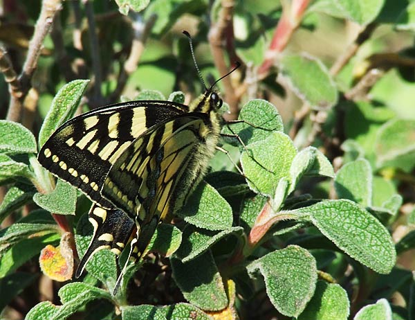 DSCF4003.jpg