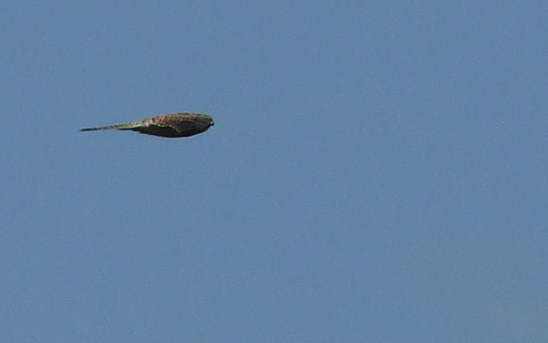 DSCF4015.jpg