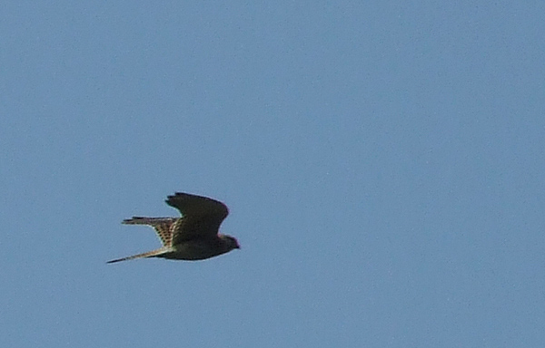 DSCF4016.jpg