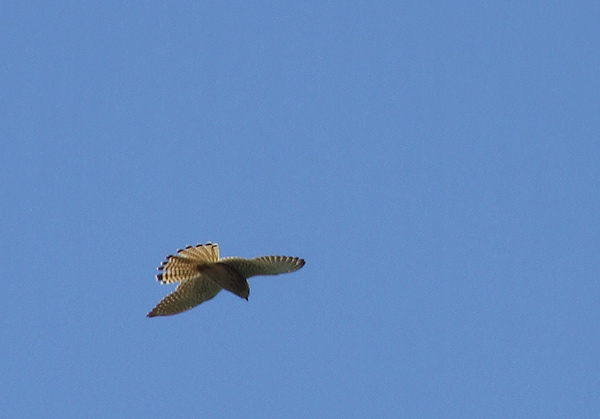 DSCF4020.jpg