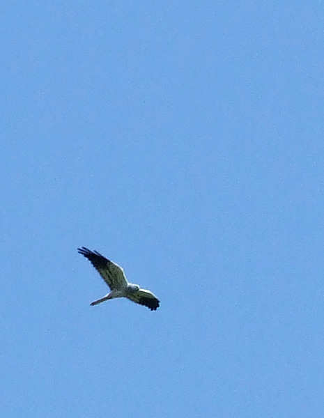 DSCF4033.jpg