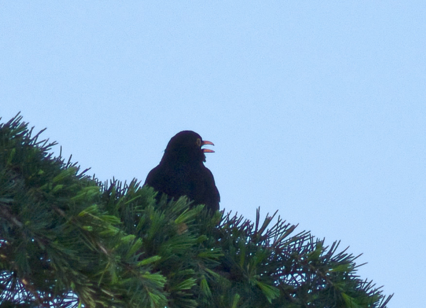DSCF6620.jpg