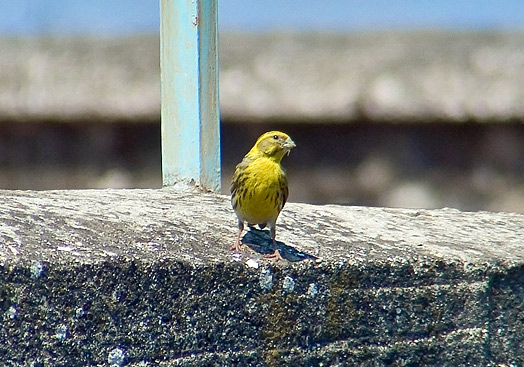 DSCF7087.jpg