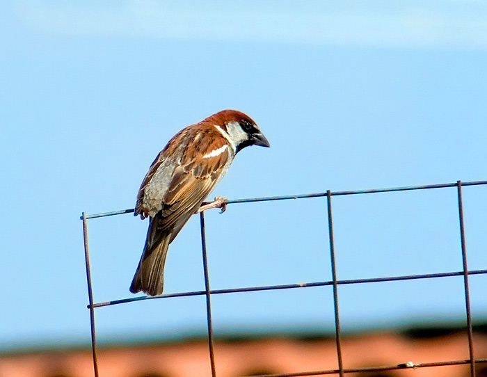 DSCF7200.jpg