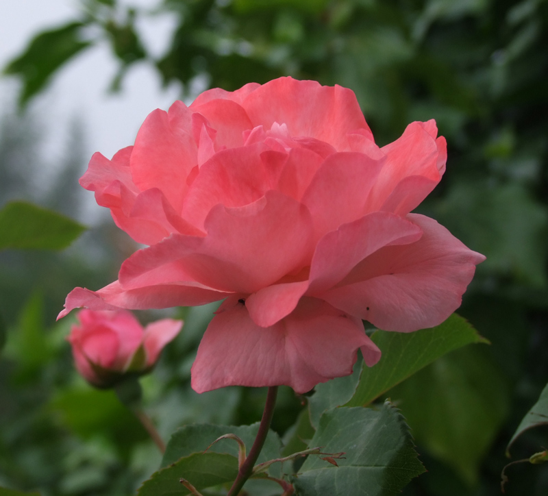 DSCF7210-grop1.jpg