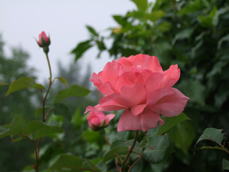 DSCF7210.jpg