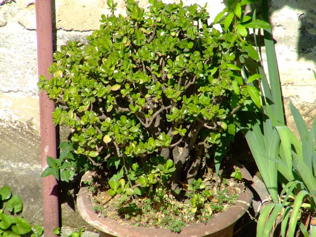 DSCF7225.jpg