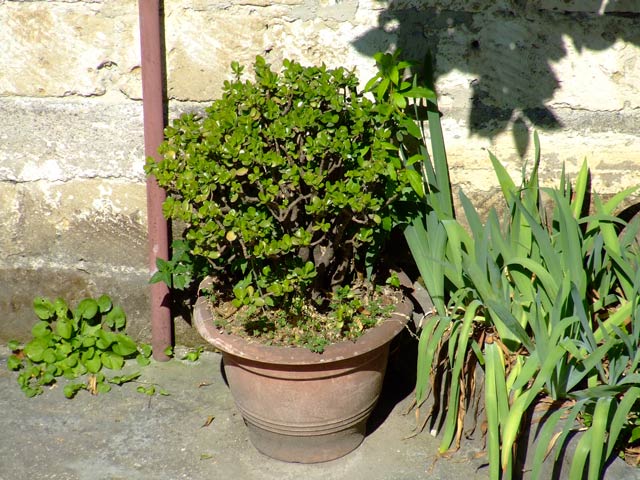 DSCF7226.jpg