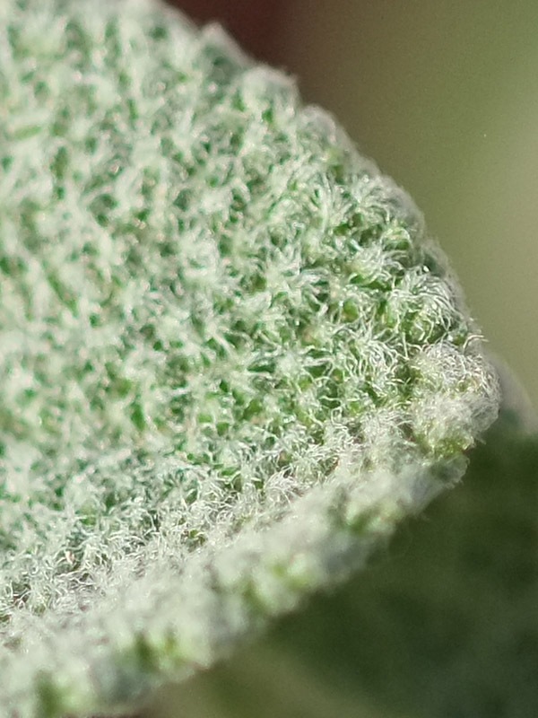 DSCF7231Crop.jpg