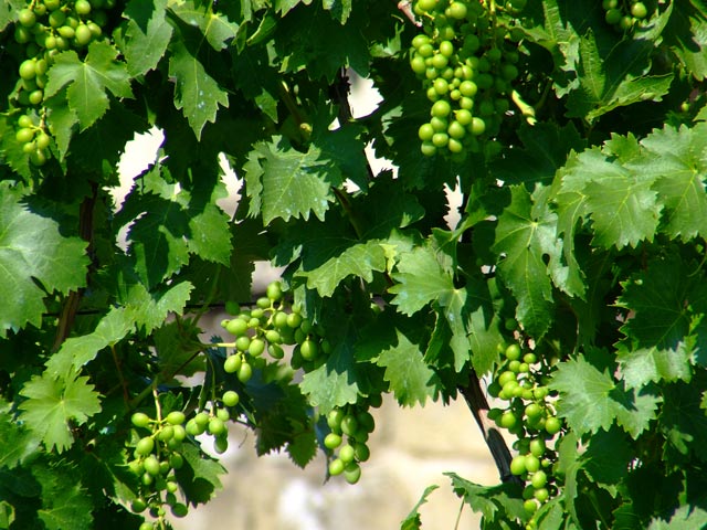 DSCF7236.jpg