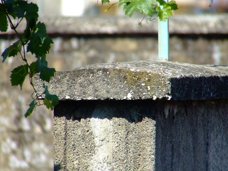 DSCF7239.jpg
