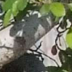 DSCF9541crop2.jpg