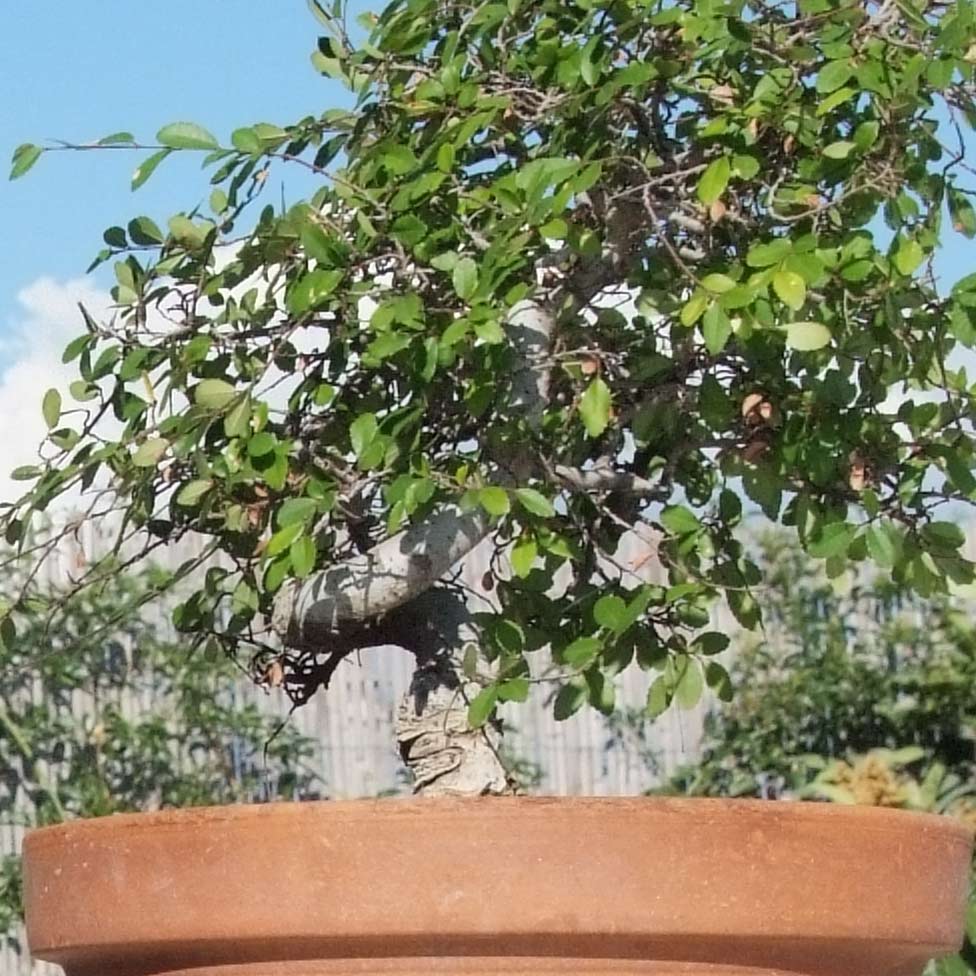 DSCF9541crop.jpg