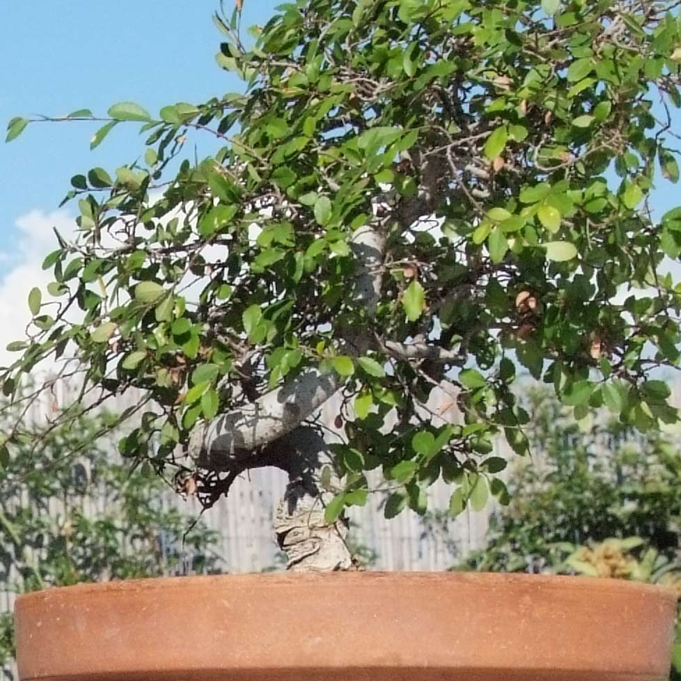 DSCF9542crop.jpg
