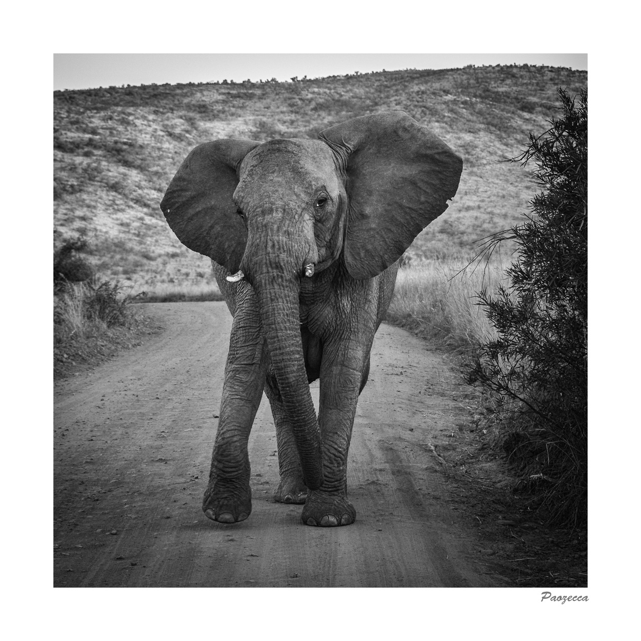 Elefante 4u 2.jpg