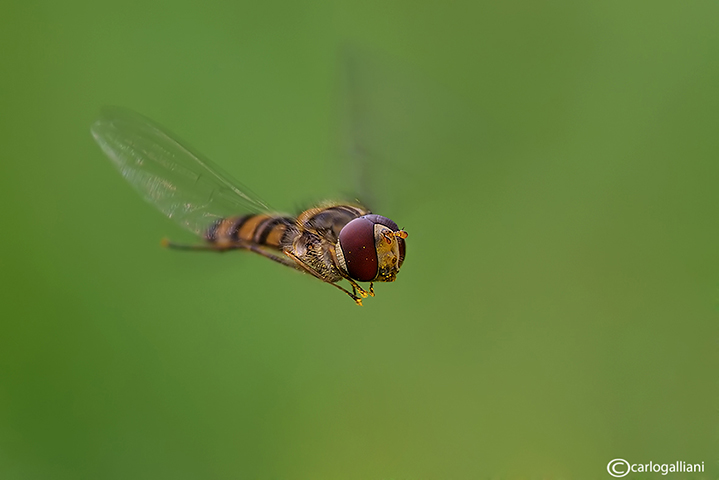 episyrphus balteatus27Apbase.jpg