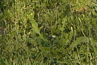 Erba 100% crop.jpg