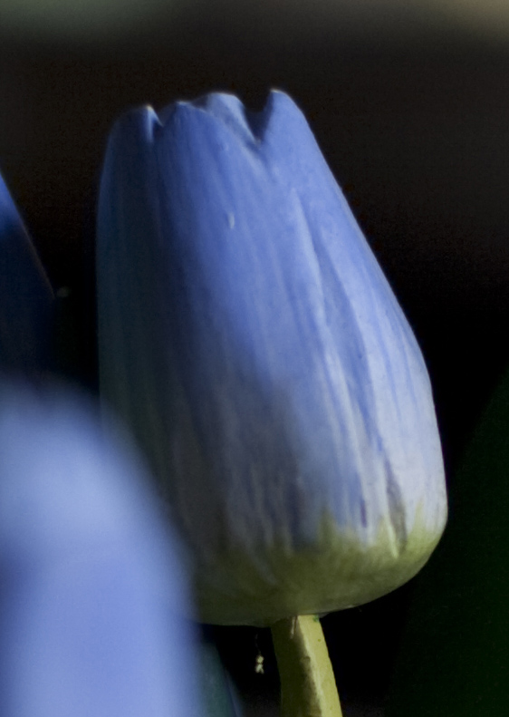 f1,4crop.jpg