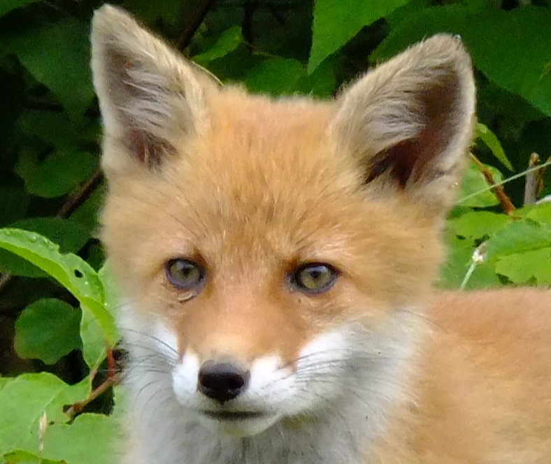 F70EXR_iso400-crop.jpg
