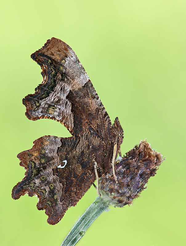 Farfalla-virgola-(-Polygonia-comma--album-)2---3P1H0043.jpg