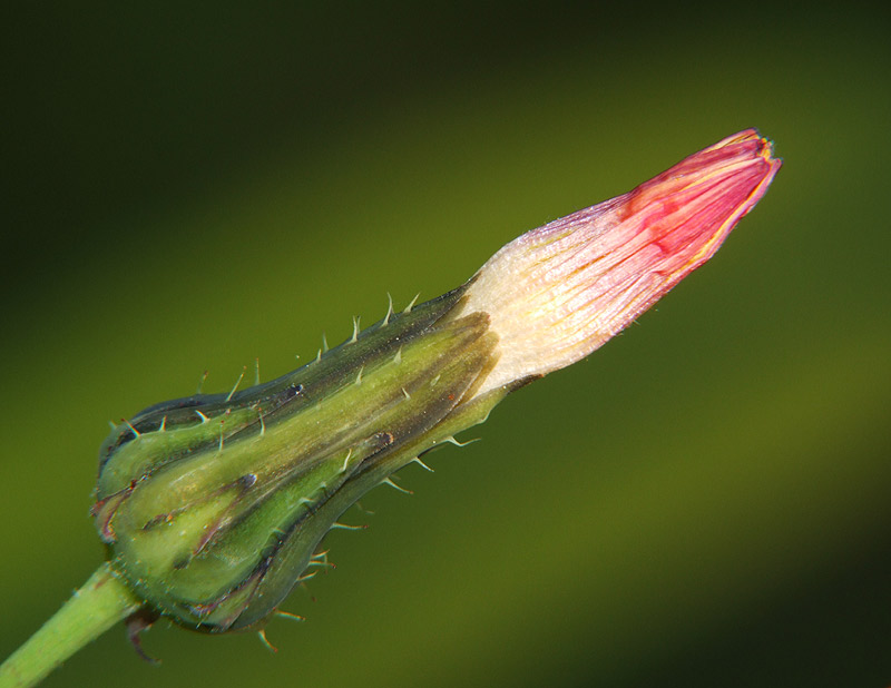 Fiore-02.jpg