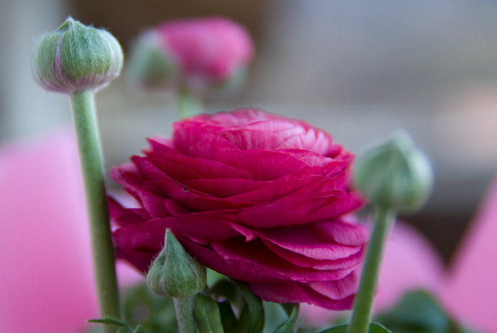 fiore-16-50.jpg