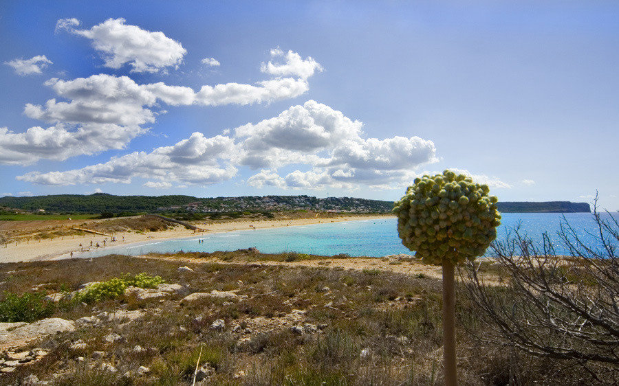 fiore-e-spiaggia.jpg