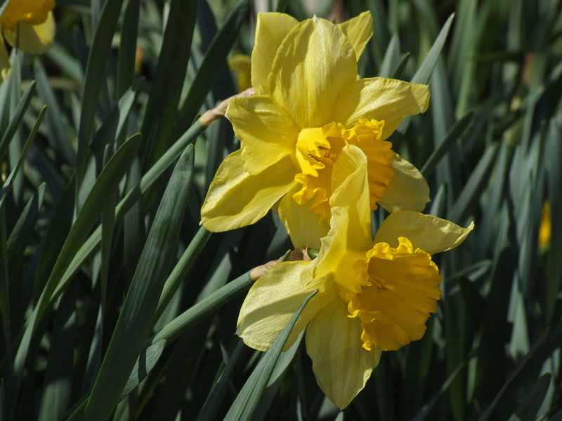 fiore10.jpg