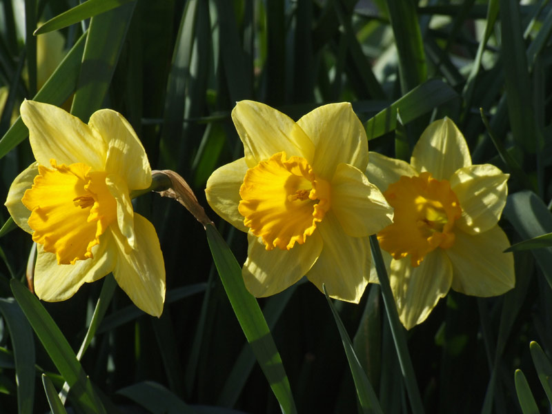 fiore6.jpg