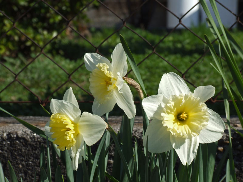 fiore7.jpg