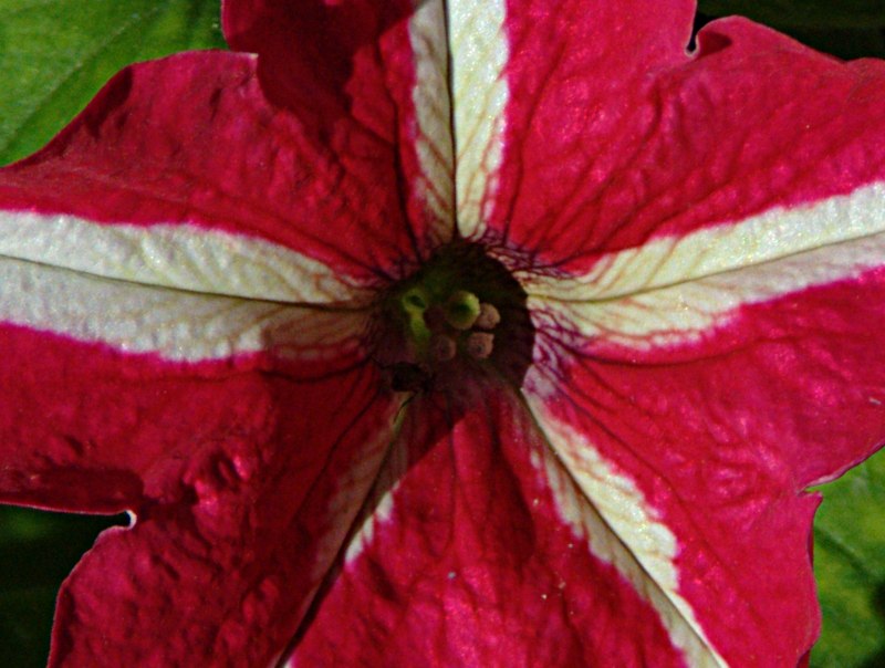 fiore 1 crop 2.jpg