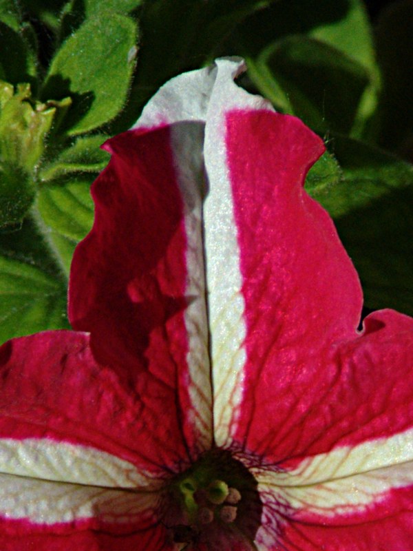 fiore 1 crop 3.jpg