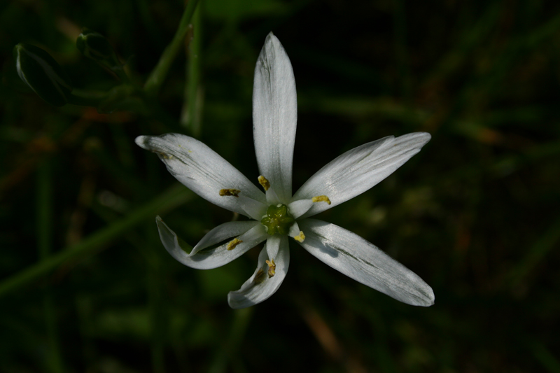 fiore.jpg