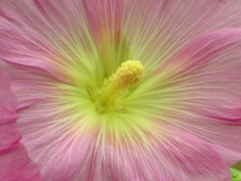 fiore 2 crop2 .jpg