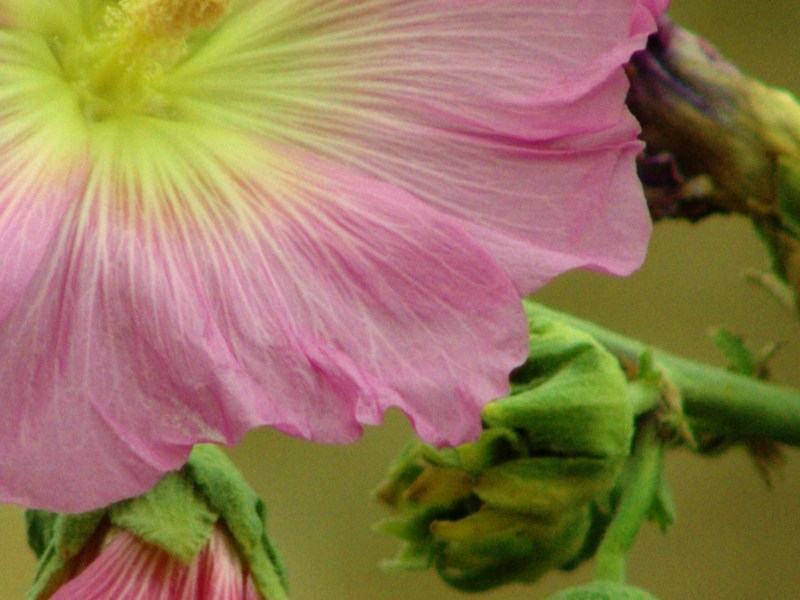 fiore 2 crop 3 .jpg