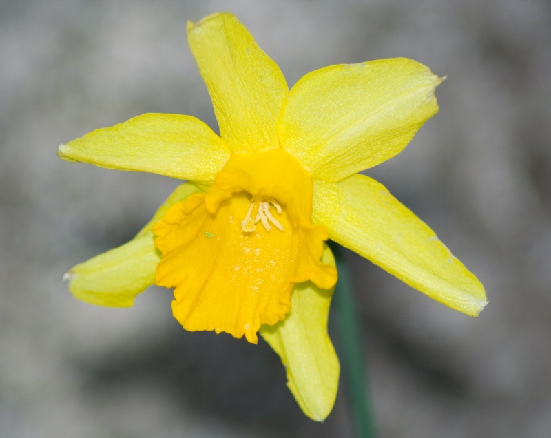 fiore 300mm f5_6 s1_125.jpg