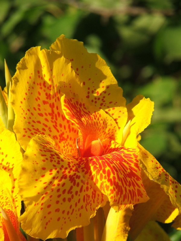 fiore.jpg
