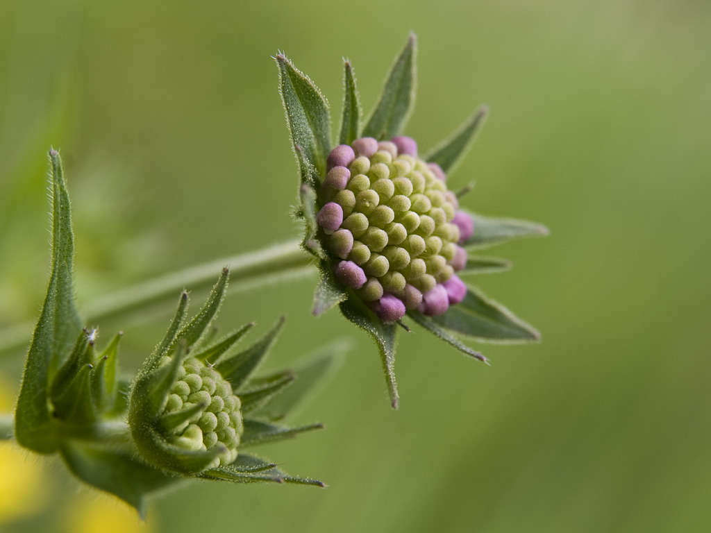 fiore 4.jpg