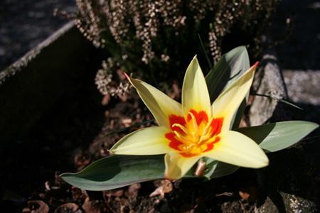 fiore.jpg