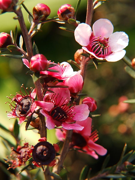 Fiori-02.jpg