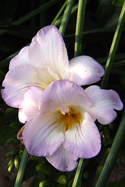 Fiori-03.jpg