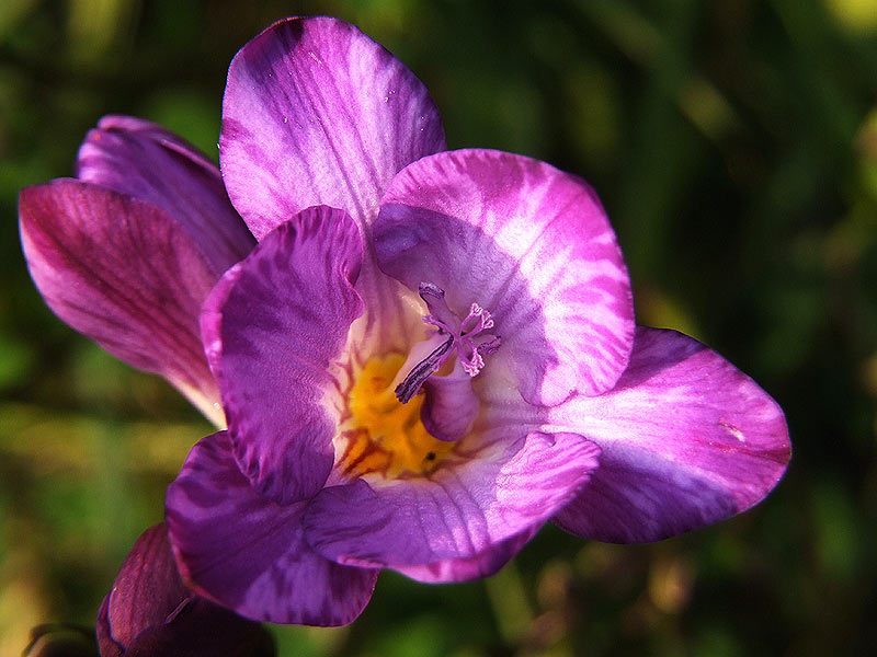 Fiori-04.jpg