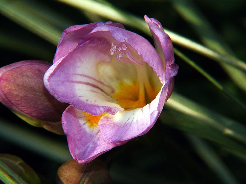 Fiori-05.jpg
