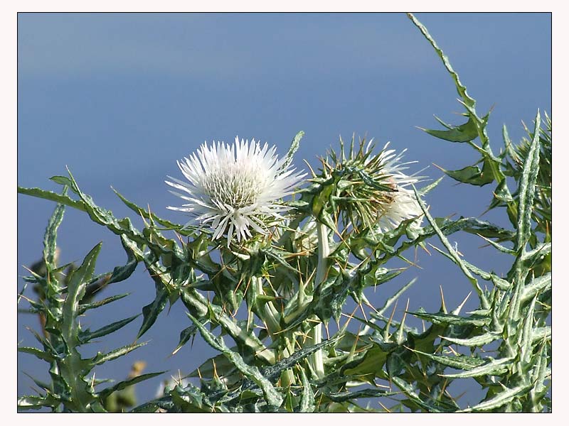 Fiori-spinosi.jpg